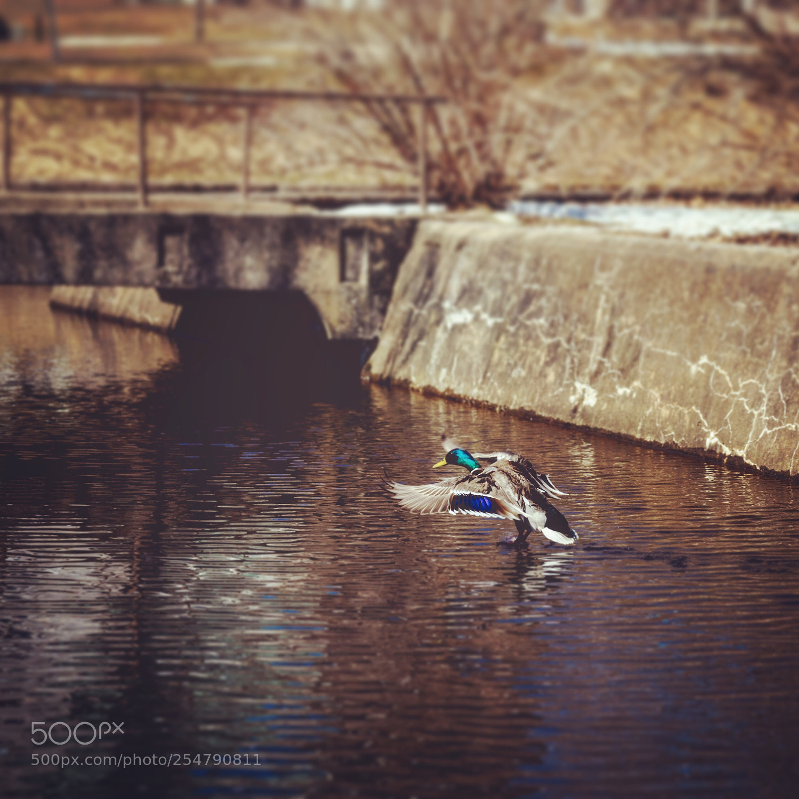 Pentax K-3 II sample photo. Ti canard photography