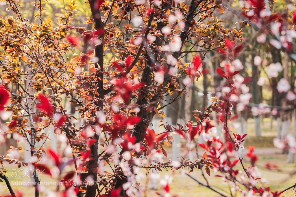 Canon EOS 70D sample photo. Colorful photography