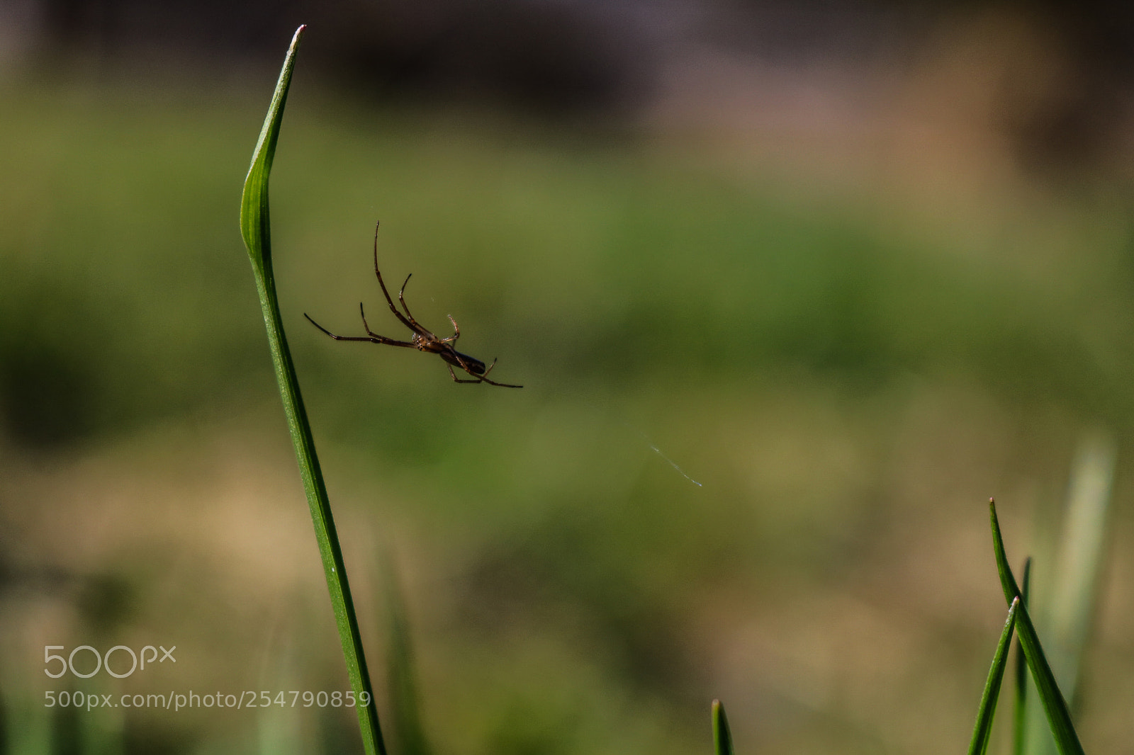 Canon EOS 750D (EOS Rebel T6i / EOS Kiss X8i) sample photo. Between the blades photography