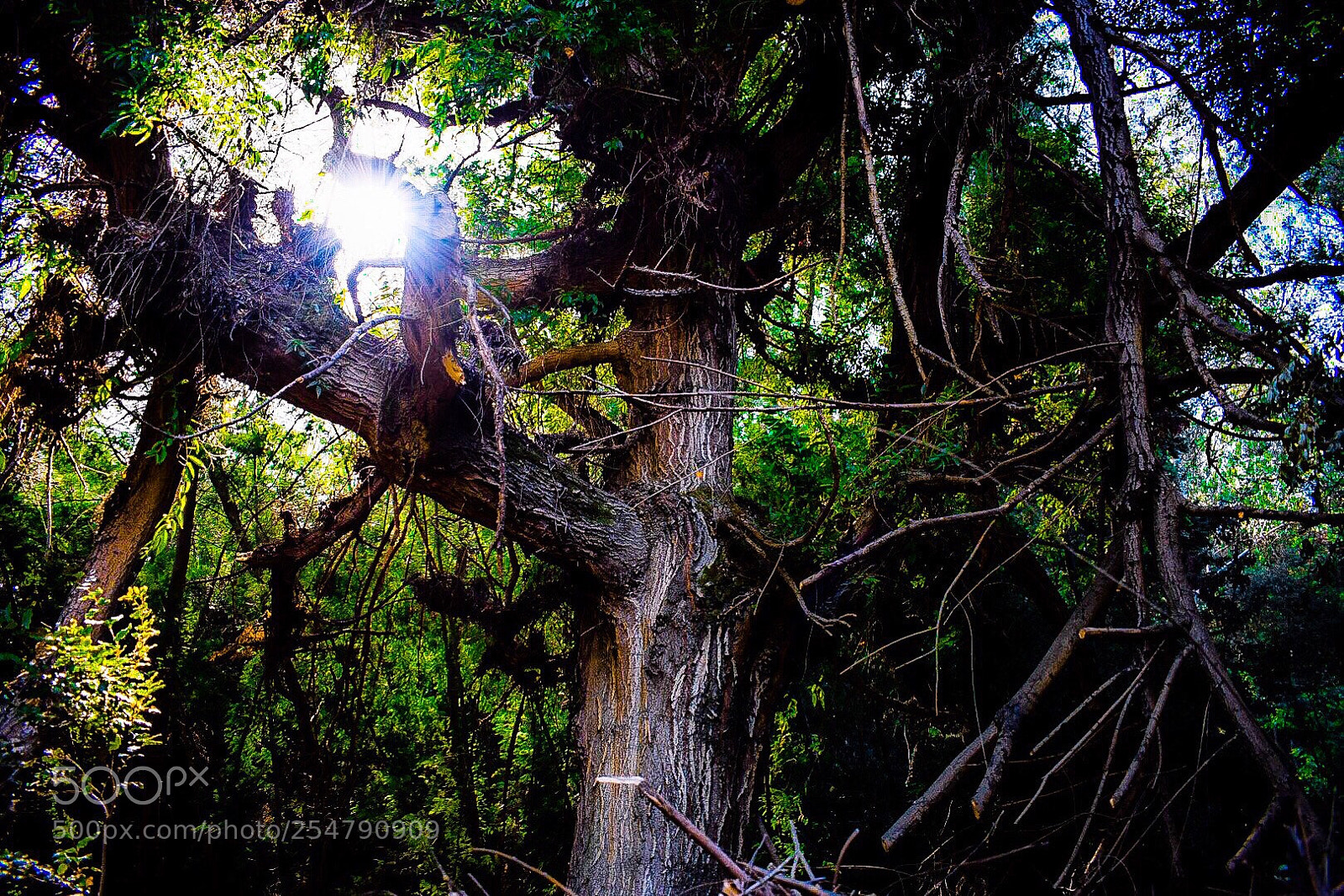 Nikon D5300 sample photo. Atree photography