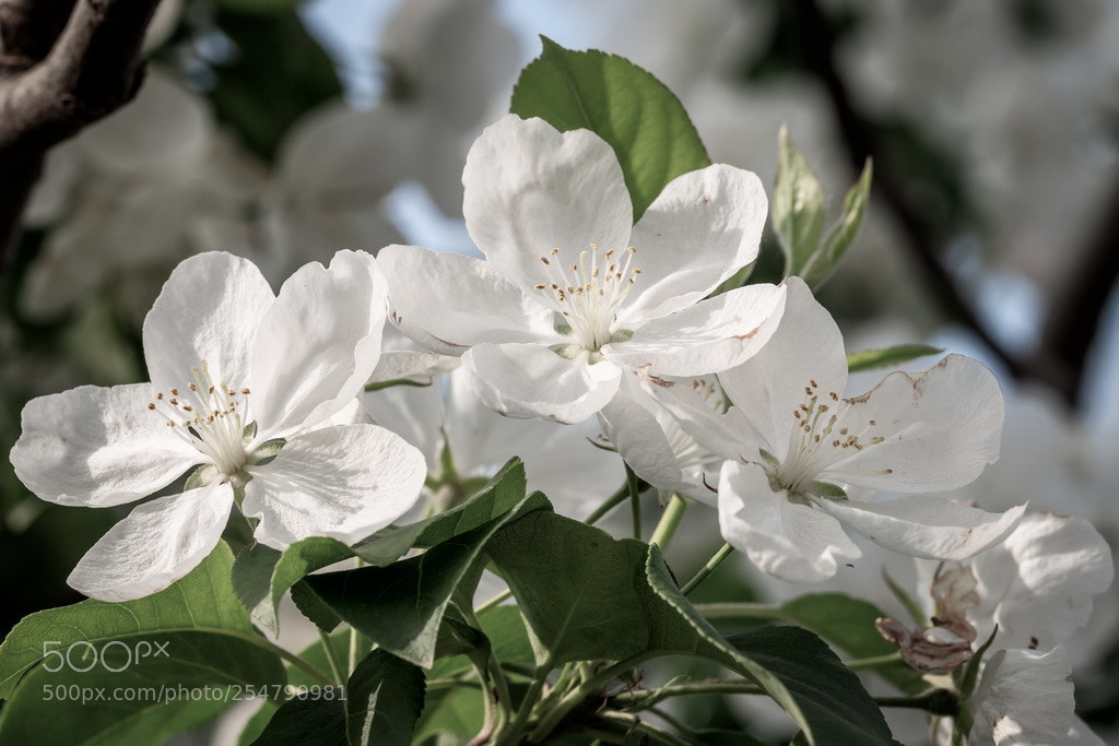 Canon EOS 70D sample photo. Pure white photography
