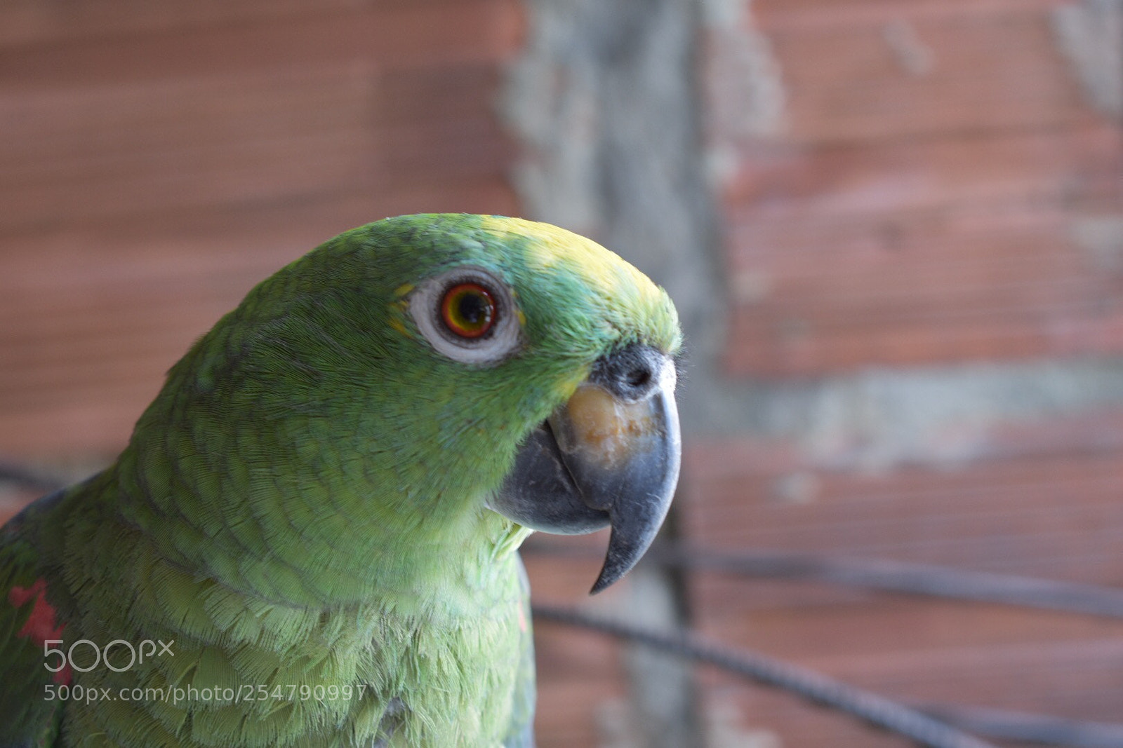 Nikon D3400 sample photo. Loro!! photography