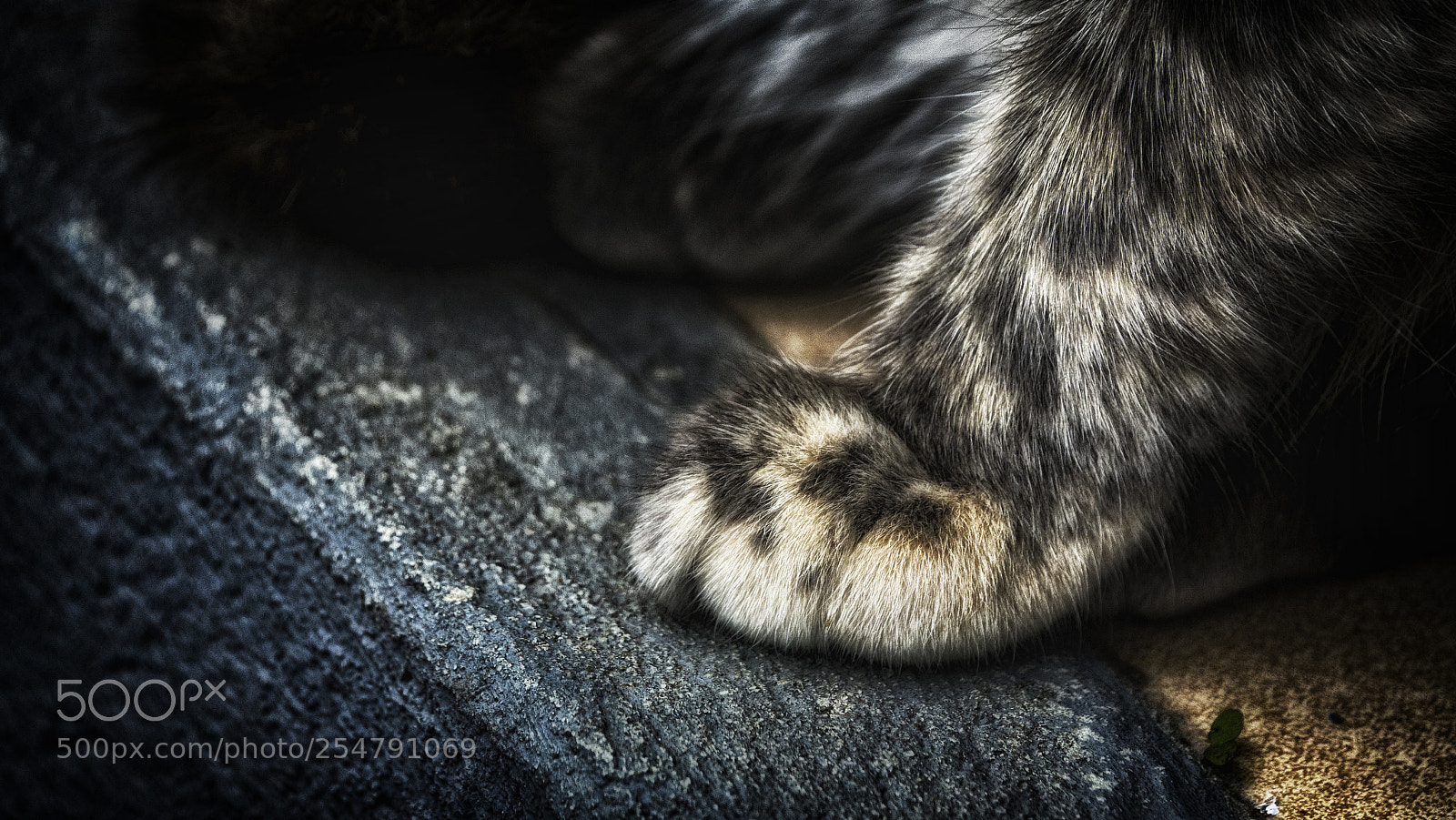 Sony Cyber-shot DSC-RX10 III sample photo. Cat photography