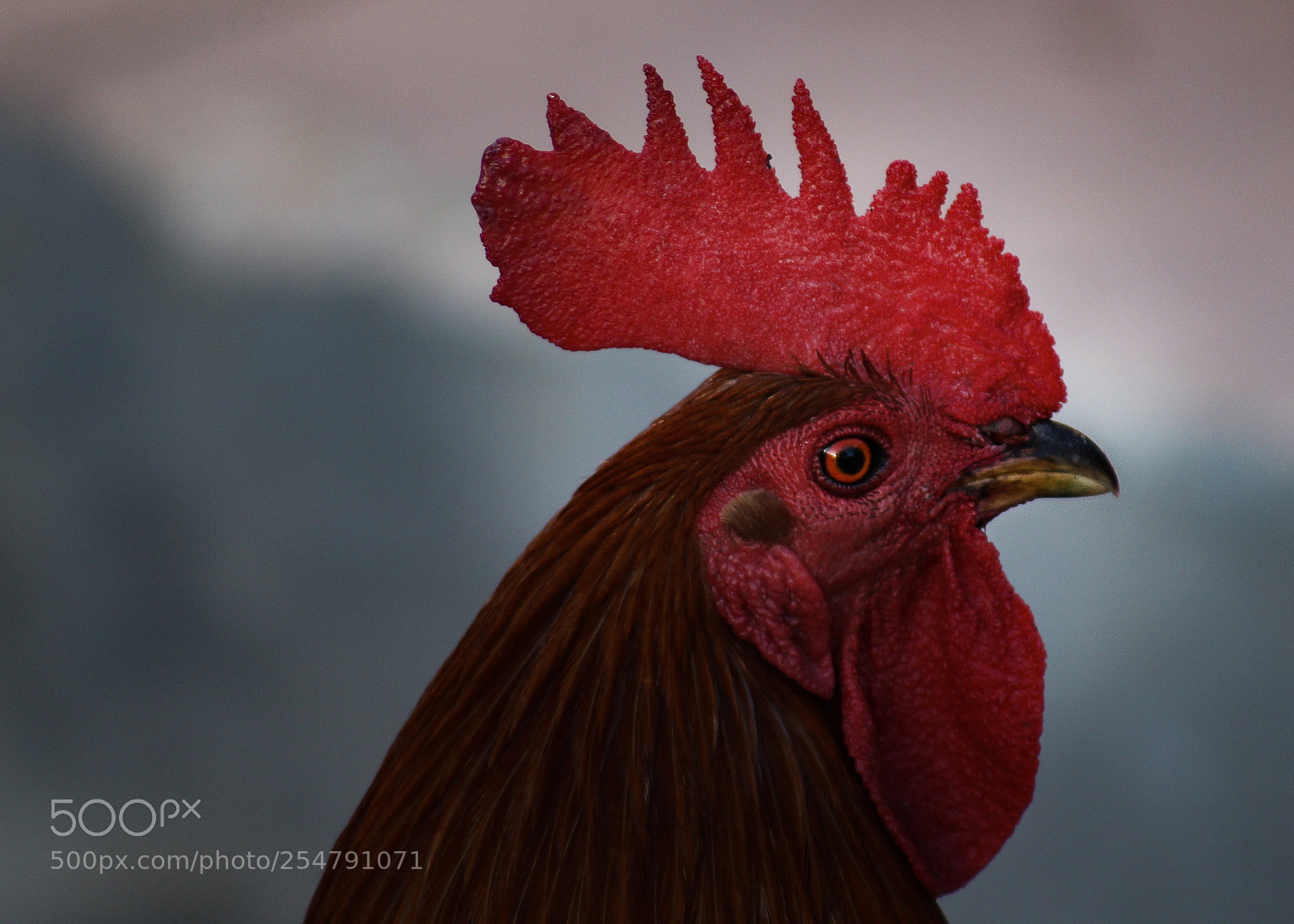 Canon EOS 100D (EOS Rebel SL1 / EOS Kiss X7) sample photo. Roaming chicken photography