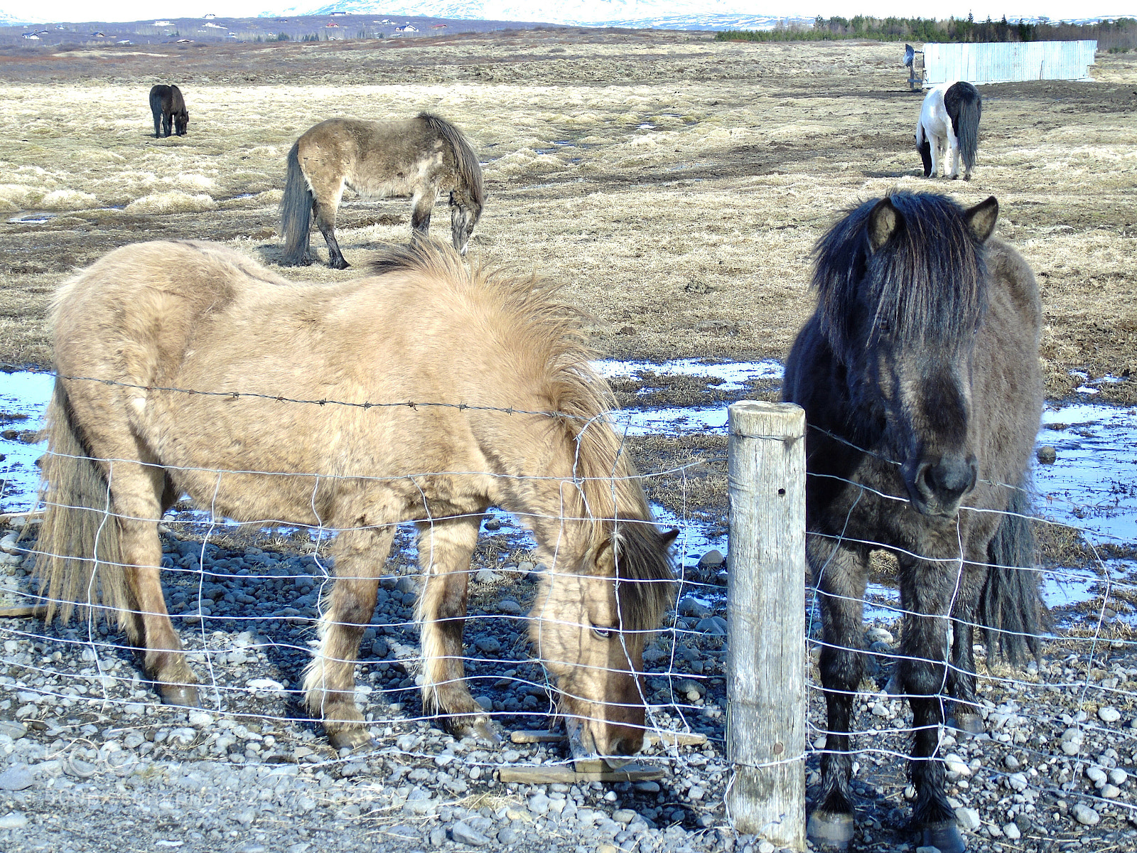 Sony Cyber-shot DSC-H400 sample photo. The horses photography