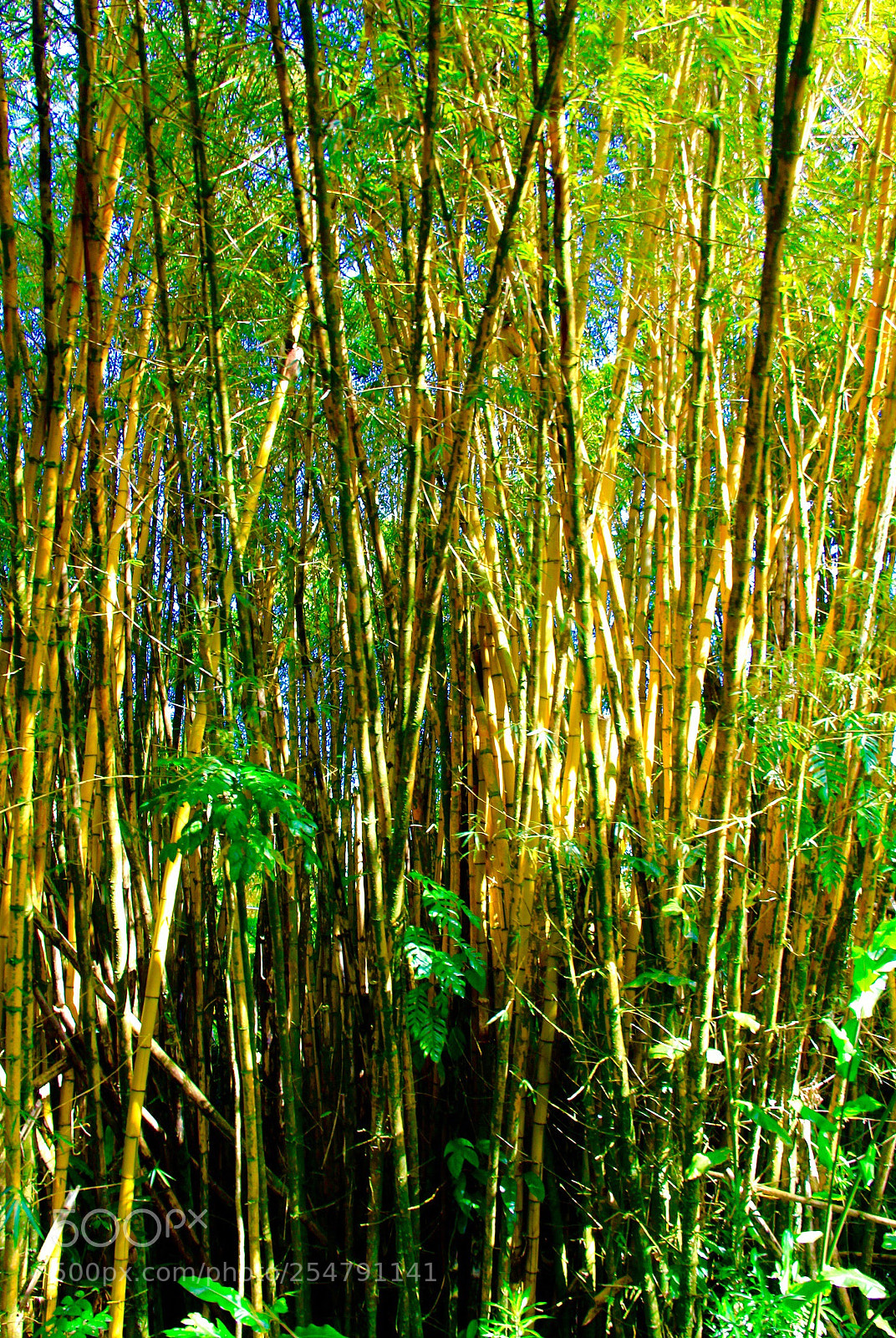 Canon EOS 60D sample photo. Bamboo photography
