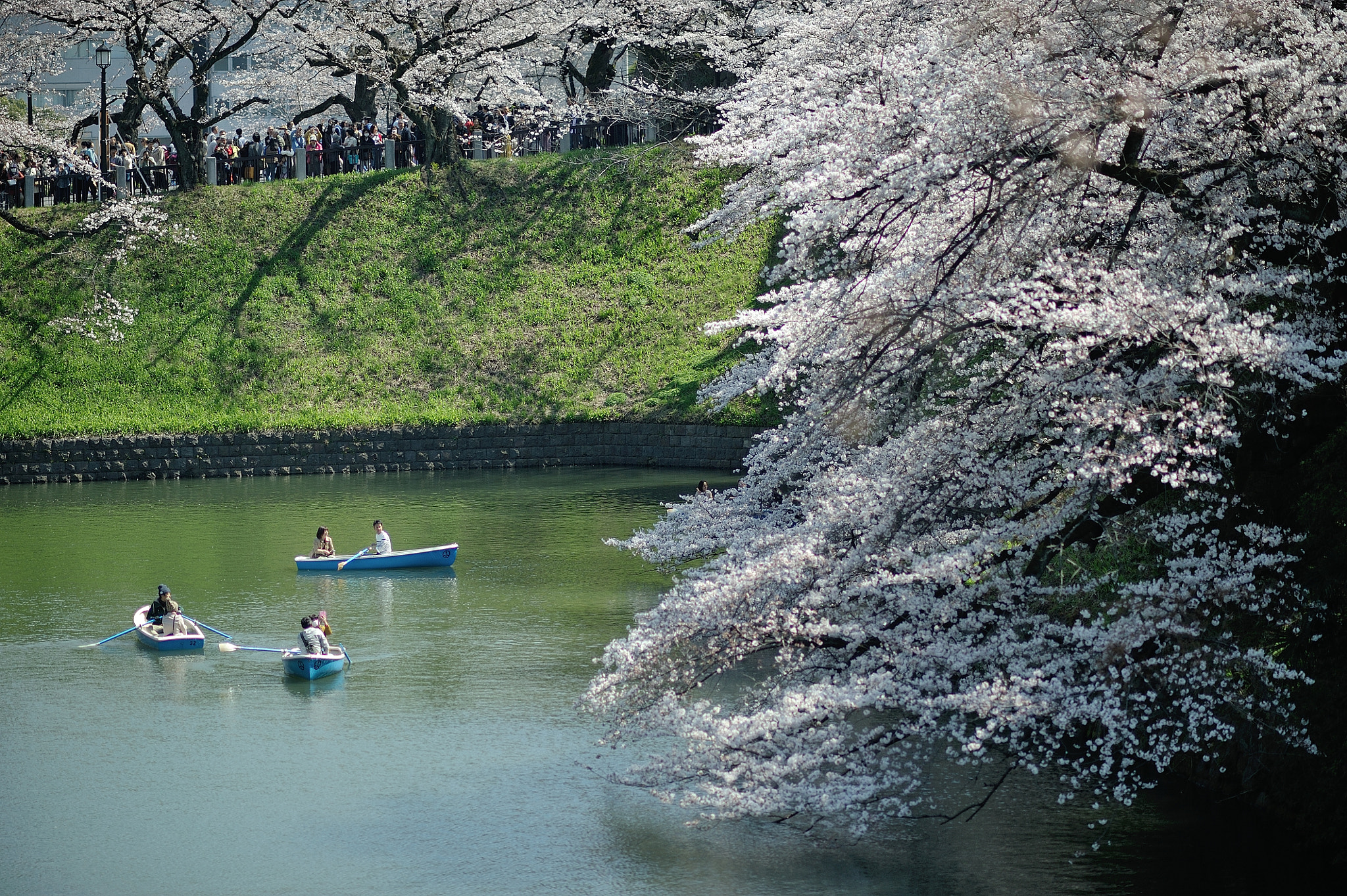 Nikon D700 + AF DC-Nikkor 135mm f/2D sample photo. Spring for tokyoites photography