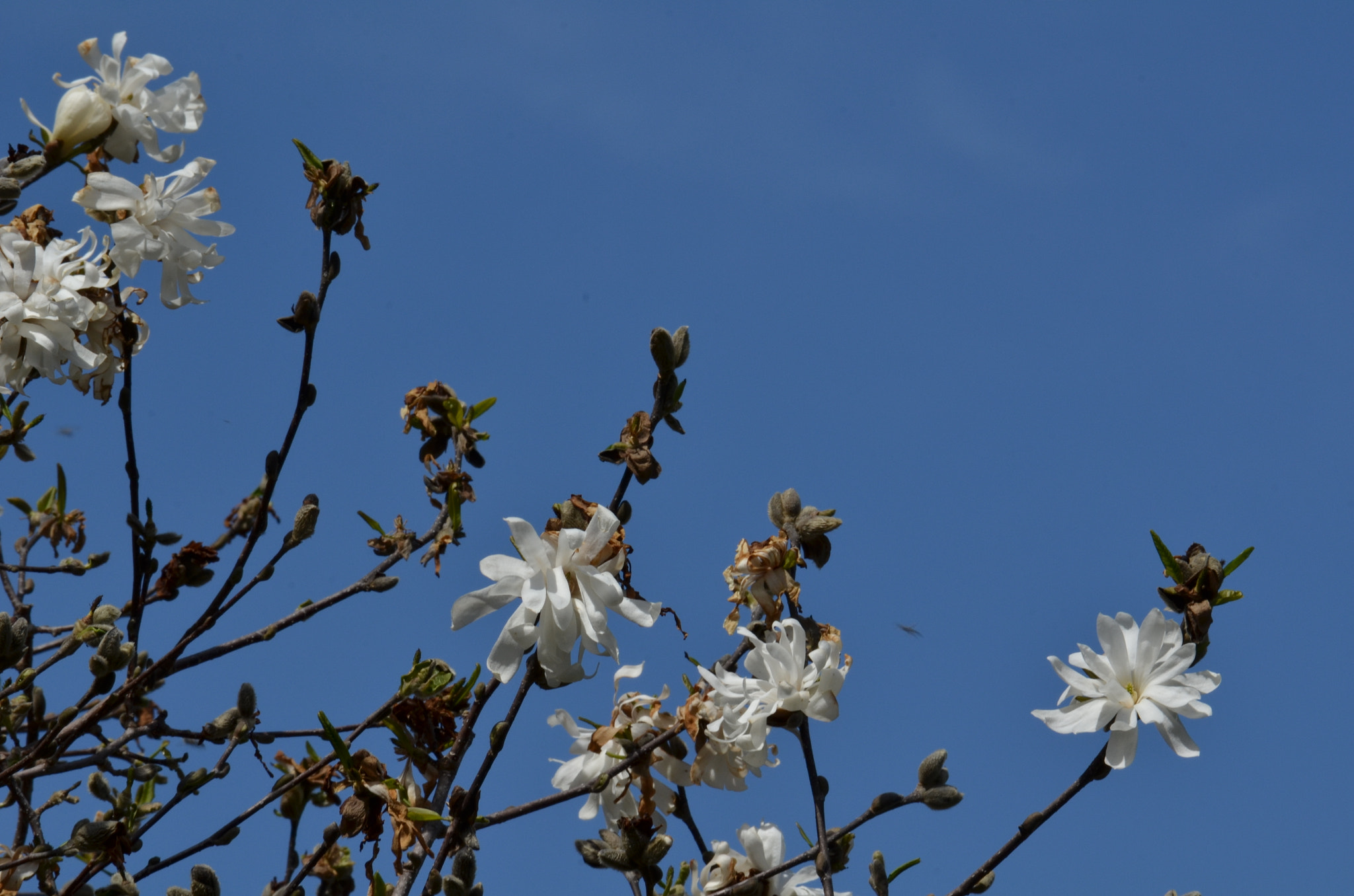 Nikon D7000 sample photo. From the yard photography