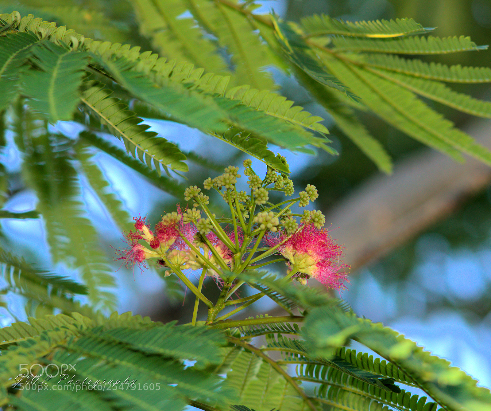 Sony a7R III sample photo. Flowering tree photography