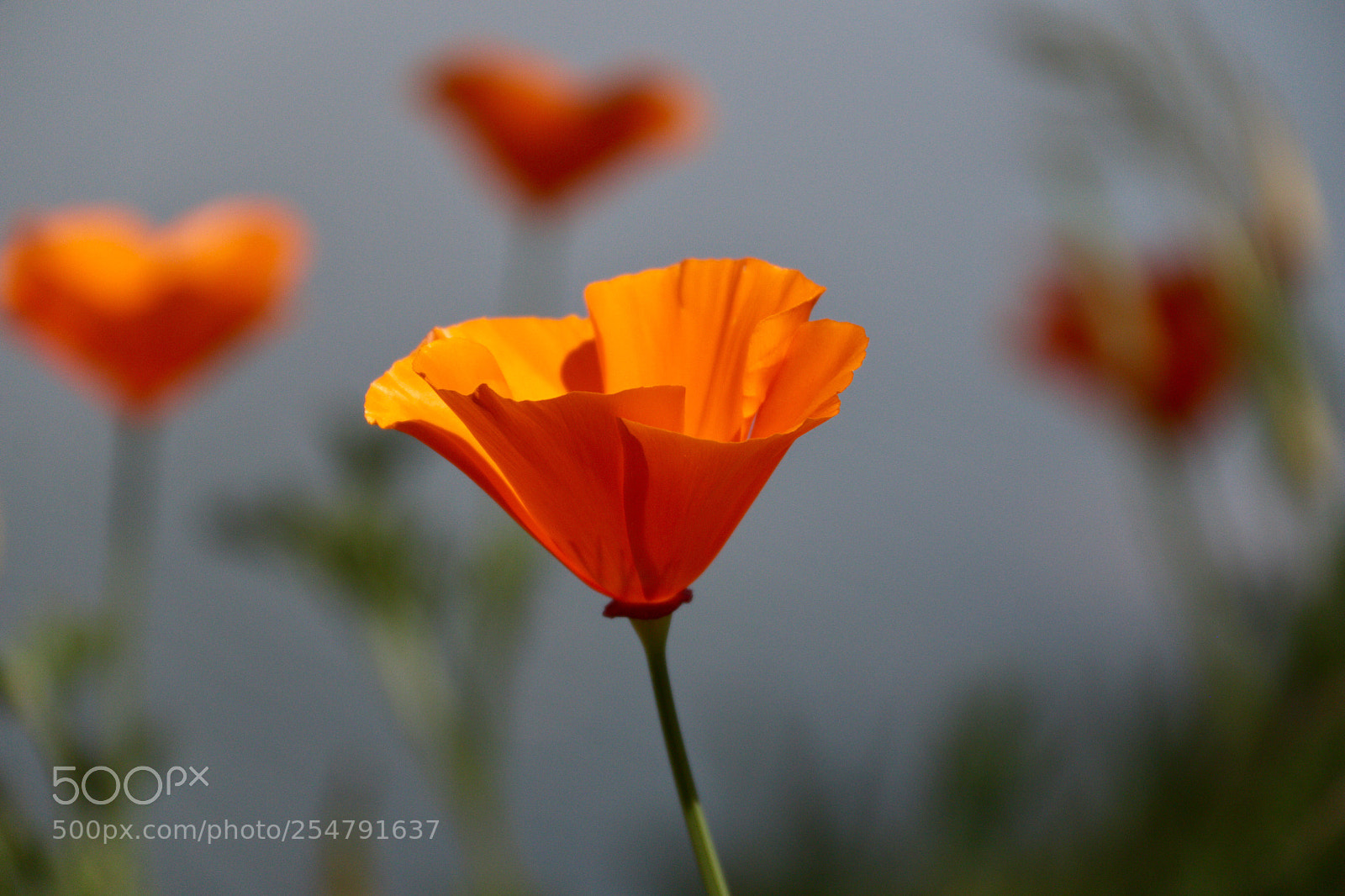 Canon EOS 70D sample photo. California poppy  photography