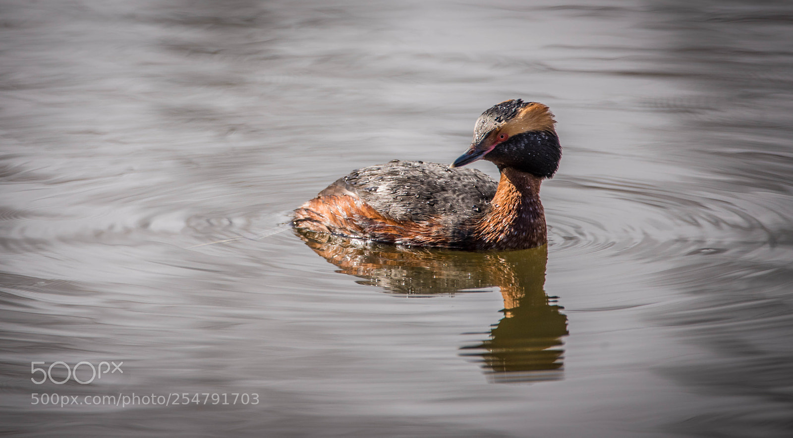 Nikon D810 sample photo. Horned grebe photography