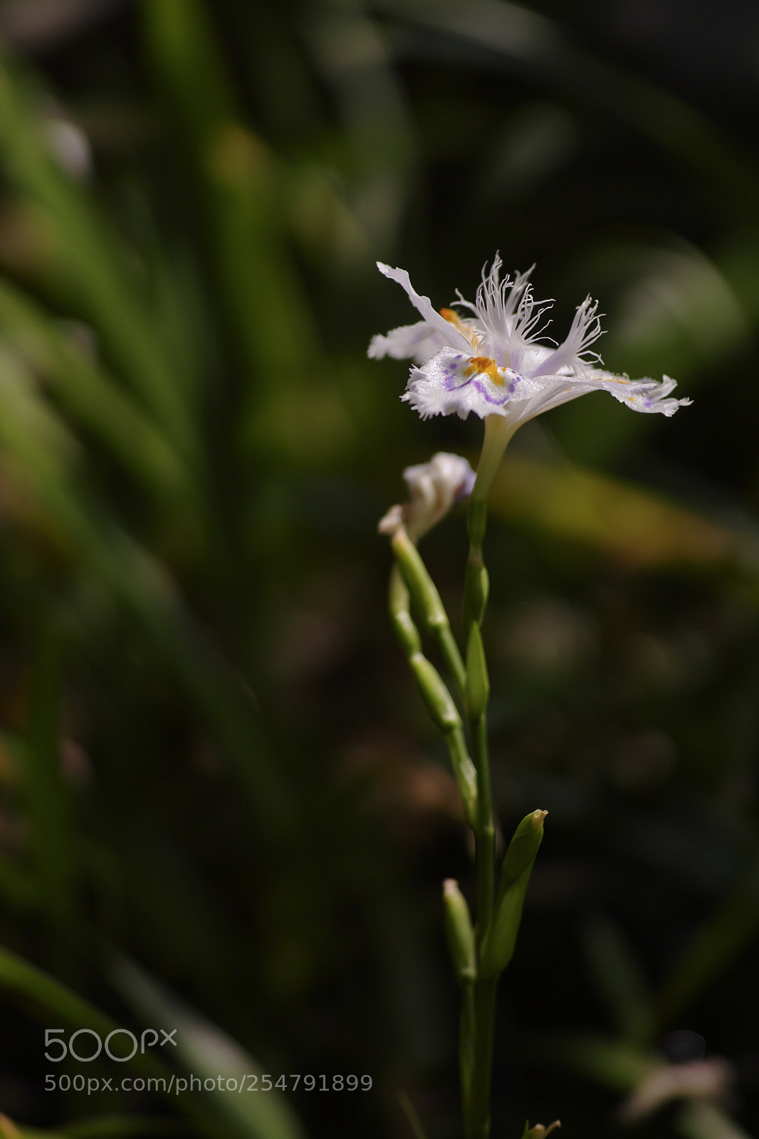 Sigma DP3 Merrill sample photo. Iris japonica photography