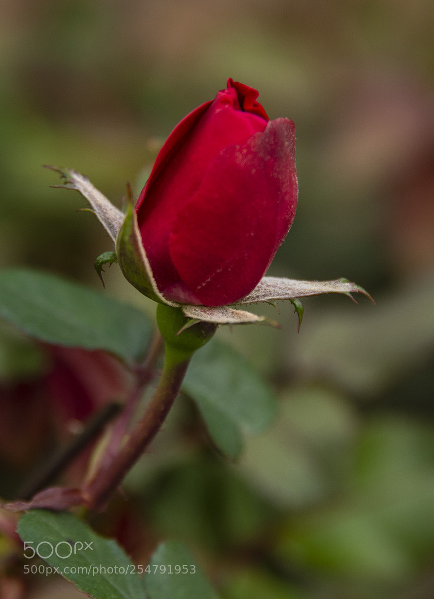 Nikon D7100 sample photo. Rosebud small photography