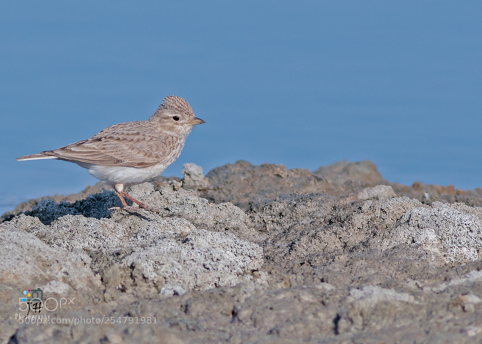 Canon EOS 70D sample photo. Sand lark photography