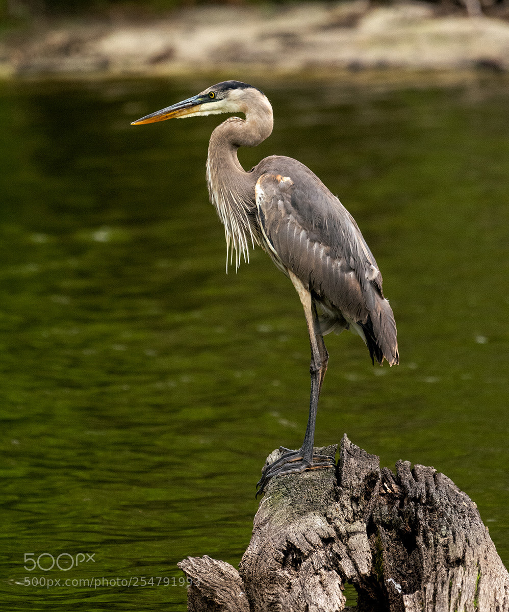 Nikon D7100 sample photo. Gbh on stump small photography