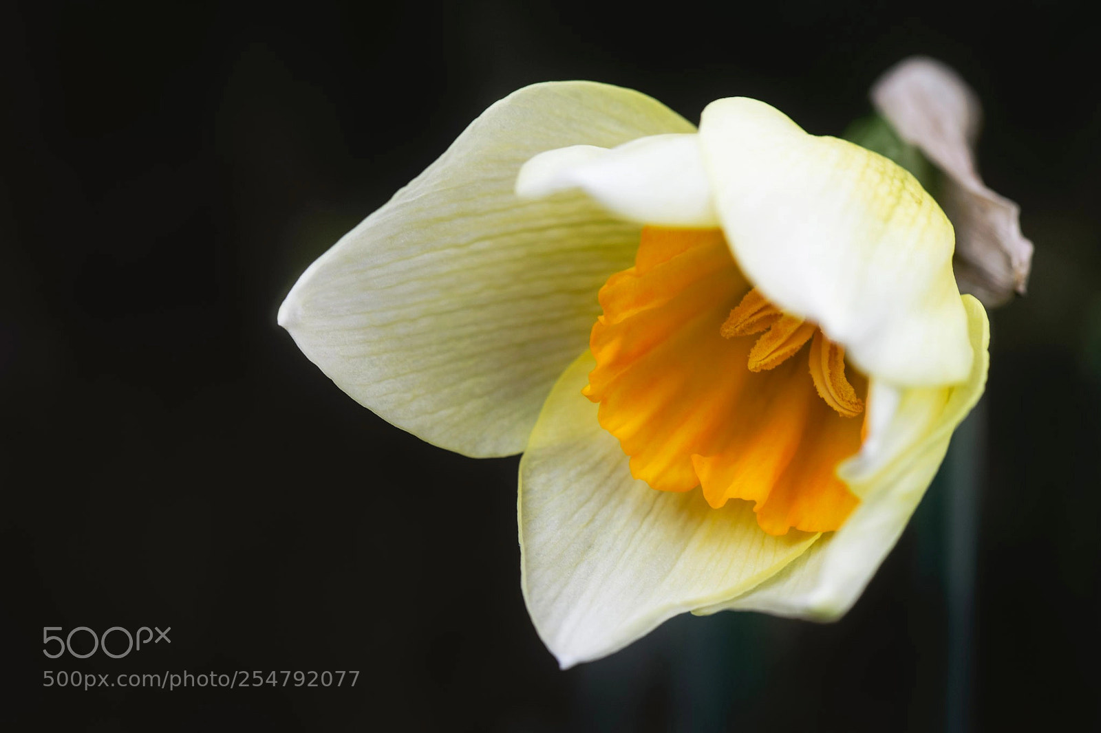 Nikon D5300 sample photo. From the garden photography