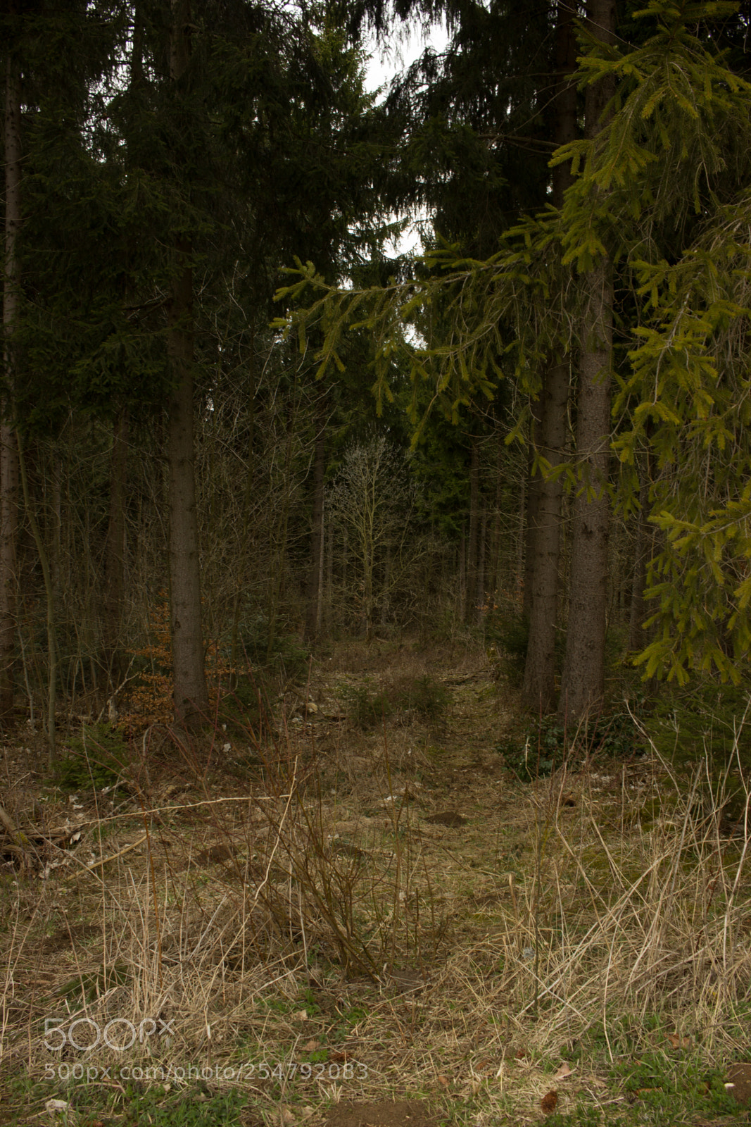 Canon EOS 550D (EOS Rebel T2i / EOS Kiss X4) sample photo. Path in forest photography