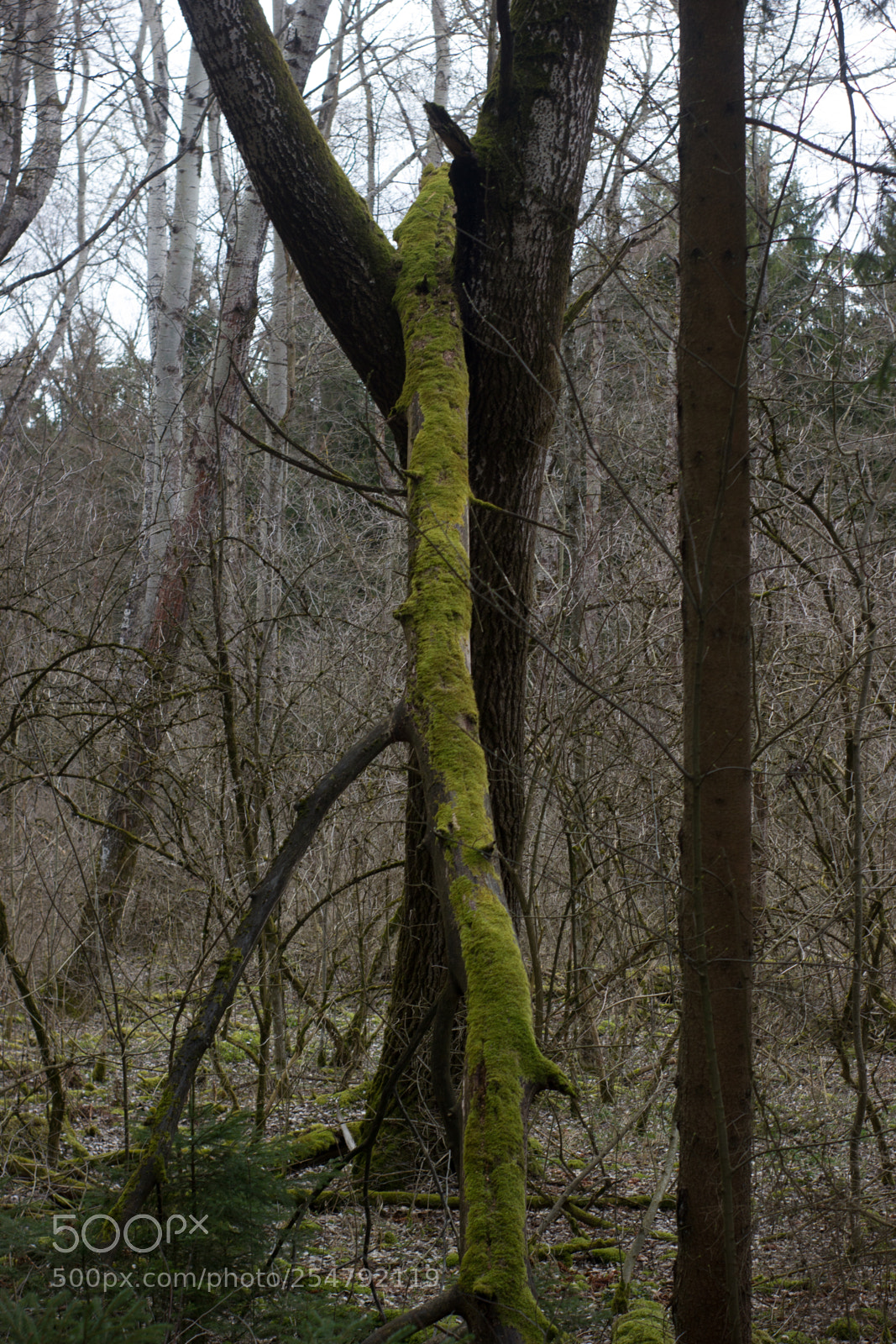 Canon EOS 550D (EOS Rebel T2i / EOS Kiss X4) sample photo. Mossy tree photography