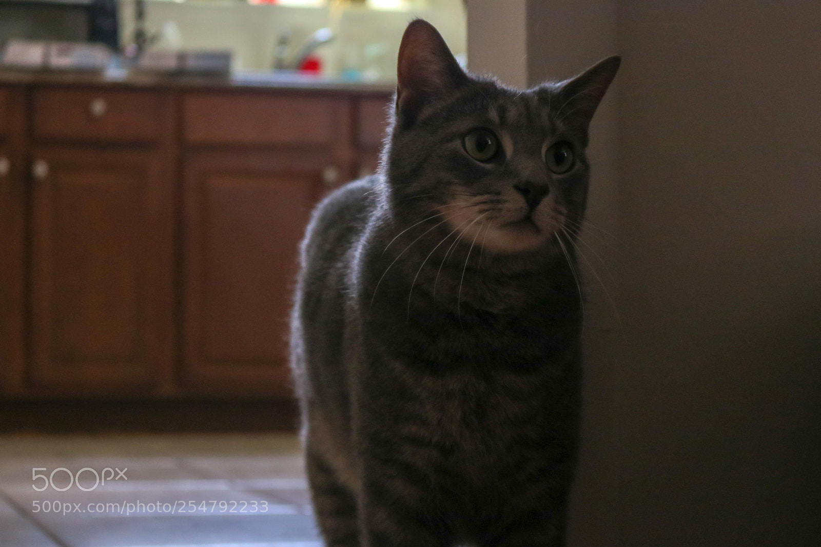 Canon EOS 750D (EOS Rebel T6i / EOS Kiss X8i) sample photo. Elliot photography
