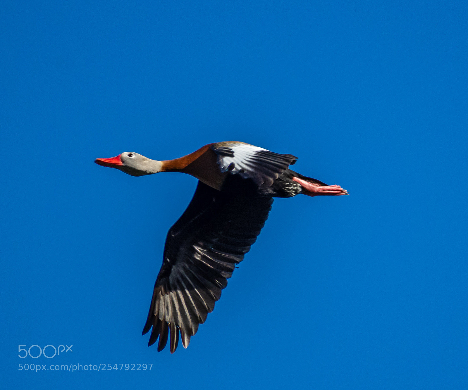 Nikon D7200 sample photo. Black-bellied whistling duck photography