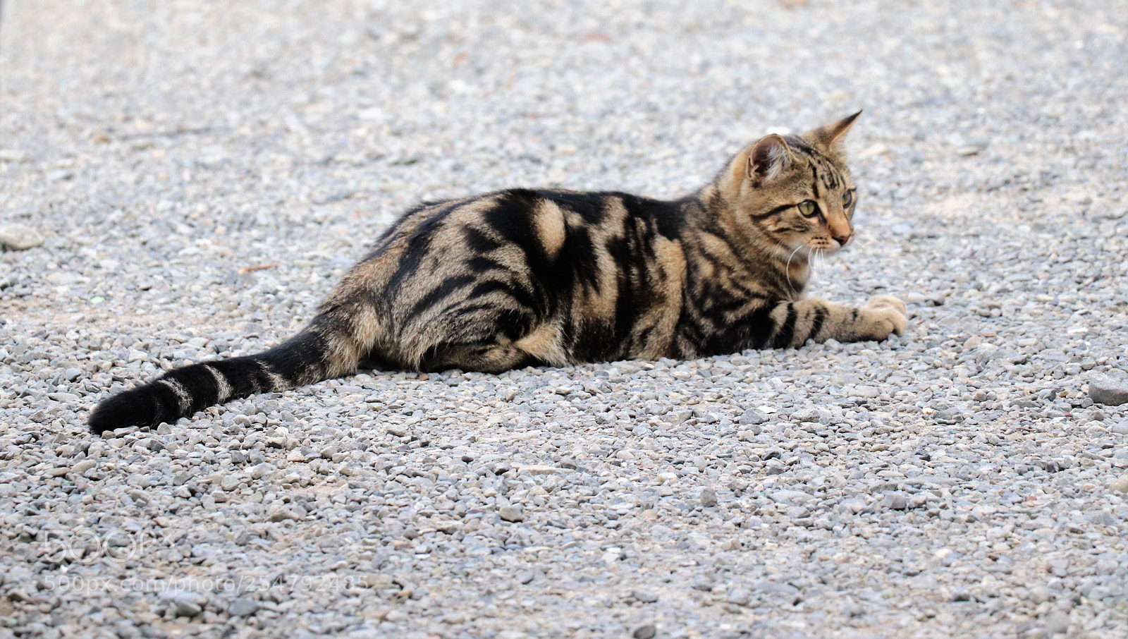 Canon EOS 77D (EOS 9000D / EOS 770D) sample photo. Img photography