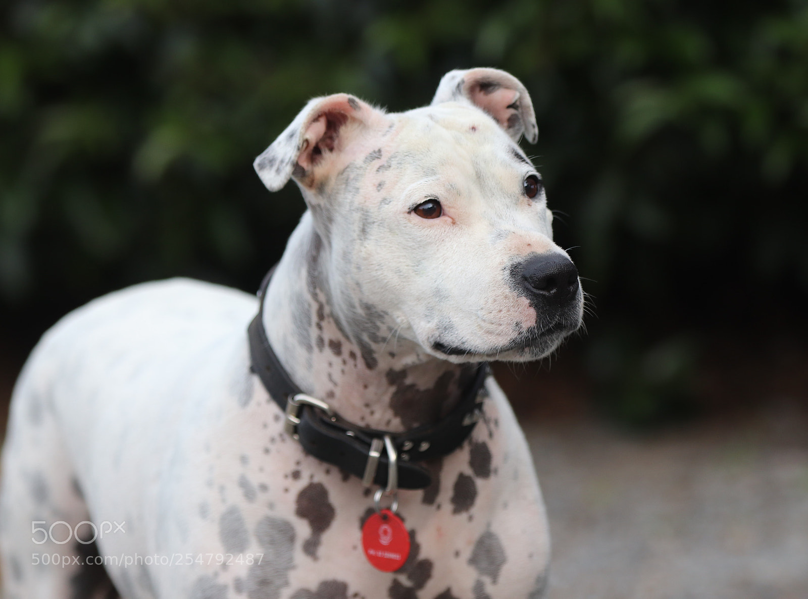 Canon EOS 77D (EOS 9000D / EOS 770D) sample photo. Img photography