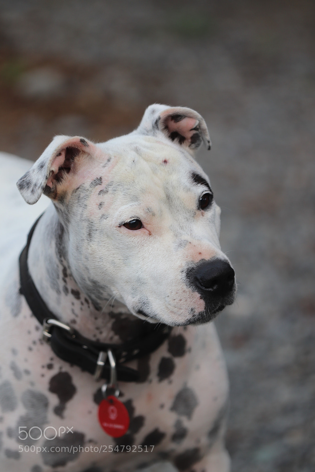Canon EOS 77D (EOS 9000D / EOS 770D) sample photo. Img photography