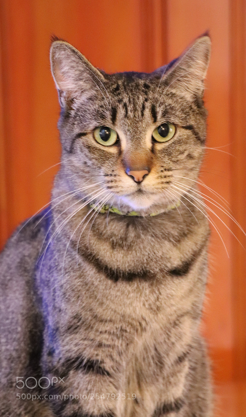 Canon EOS 77D (EOS 9000D / EOS 770D) sample photo. Img photography