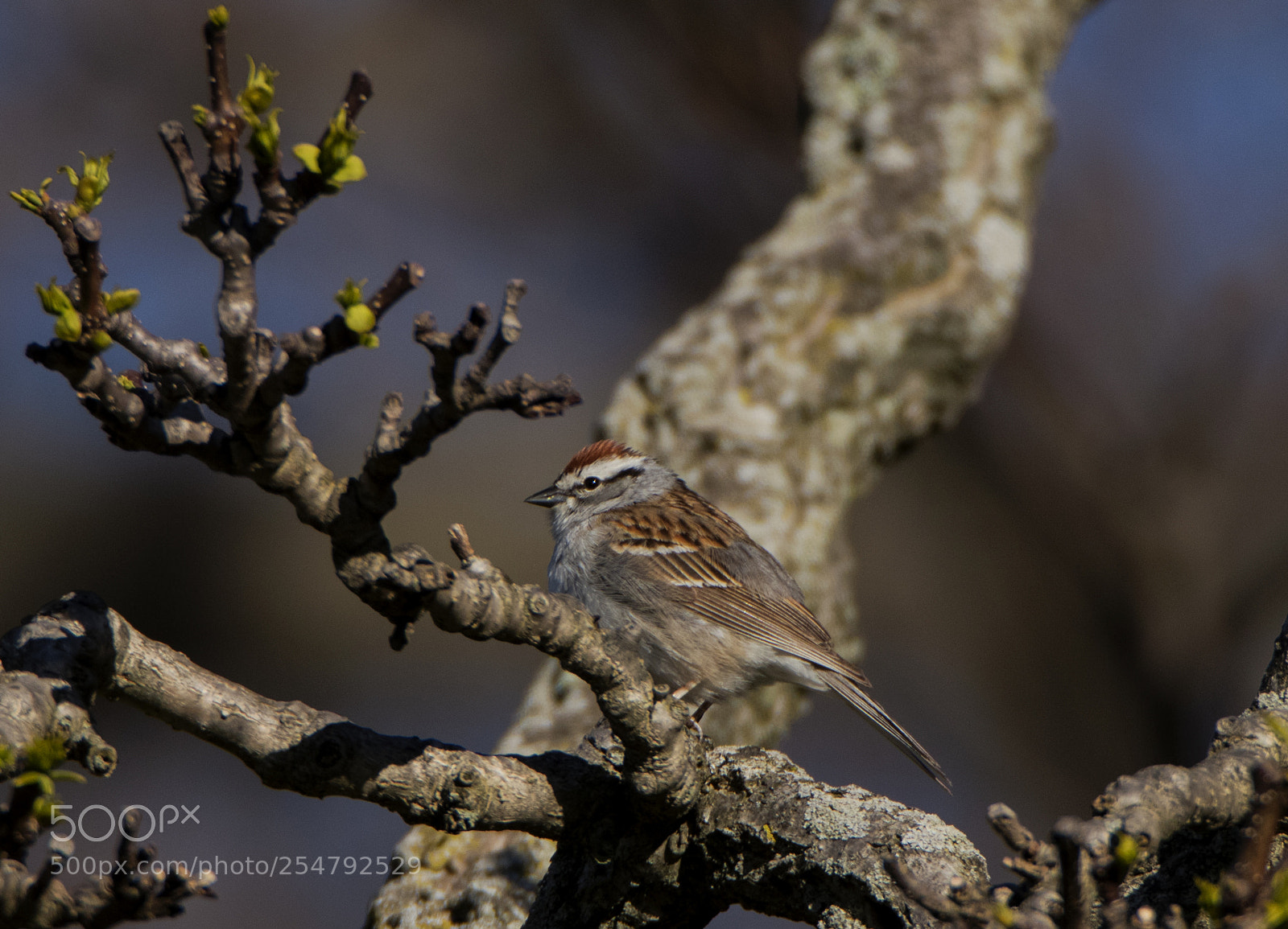 Canon EOS 80D sample photo. Chipping sparrow around the photography