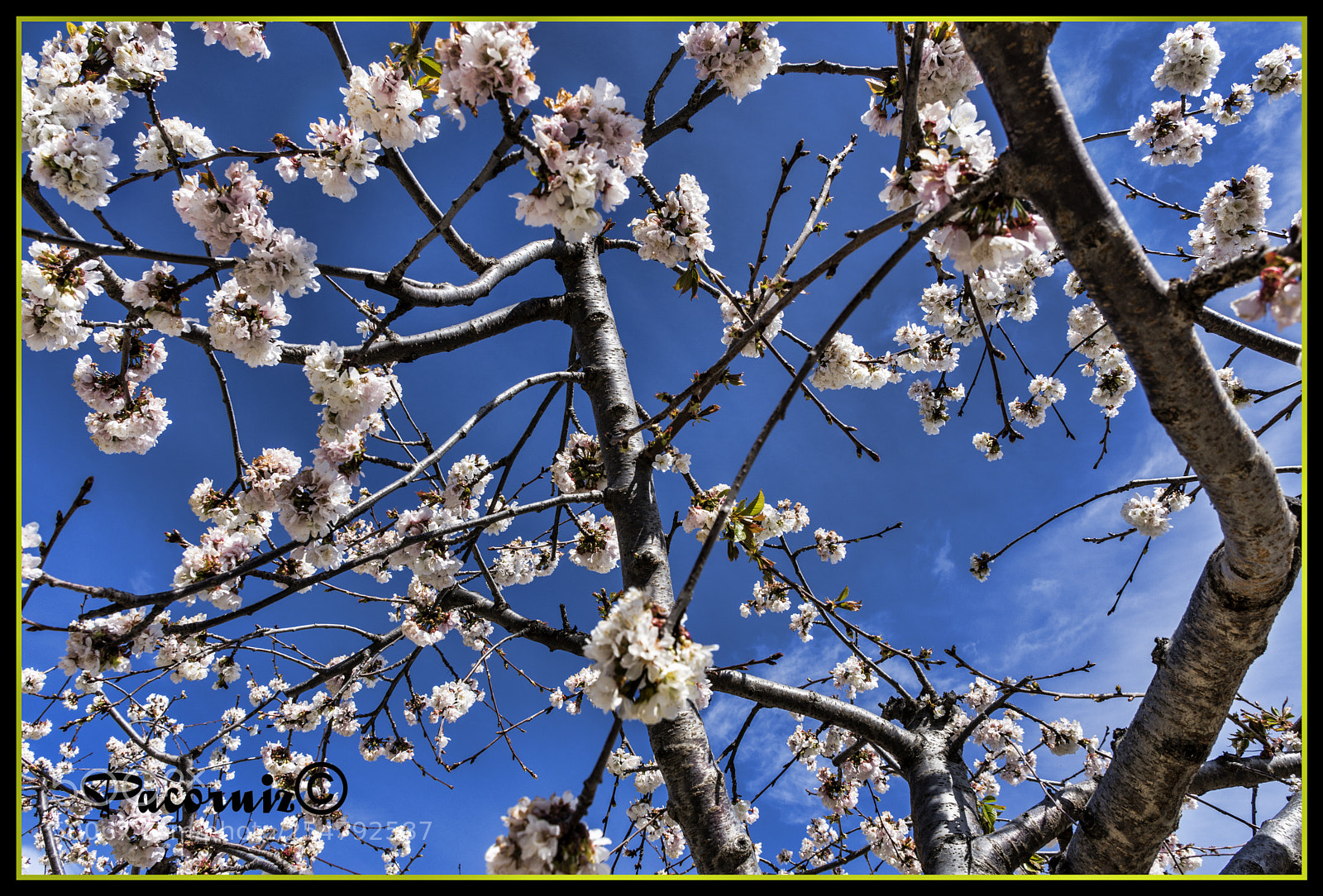 Nikon D7200 sample photo. Flor photography