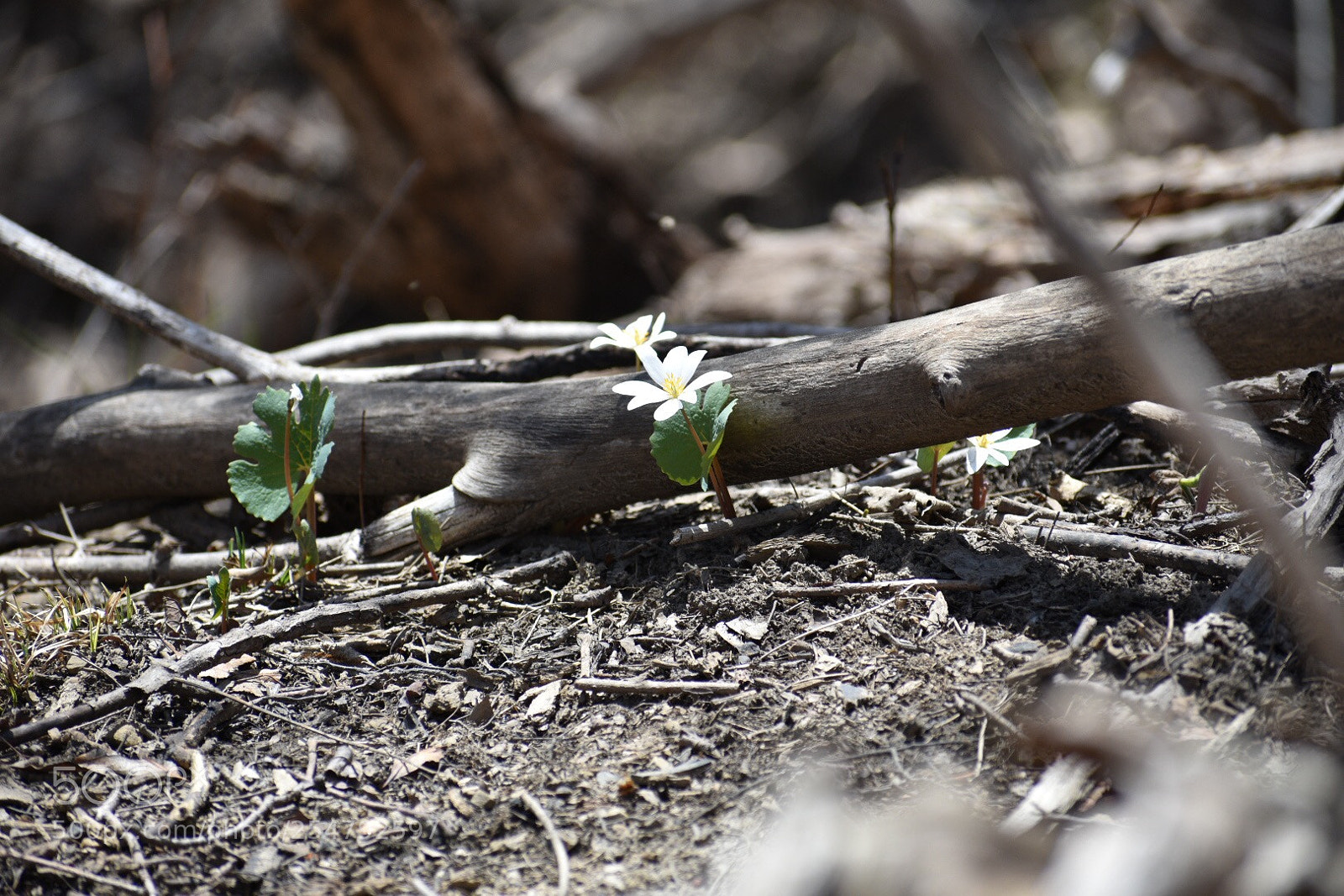 Nikon D3400 sample photo. Nature photography