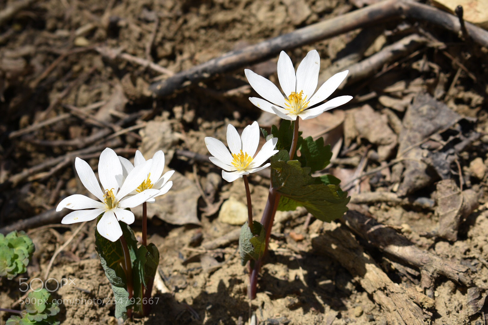 Nikon D3400 sample photo. Part of nature photography