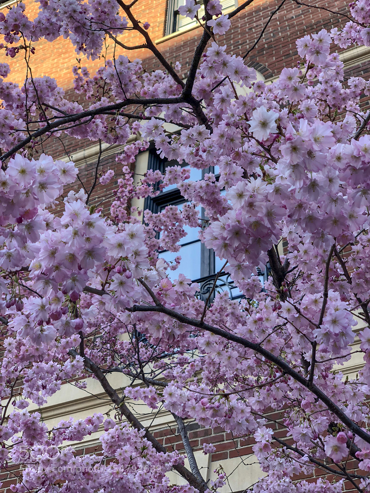 Apple iPhone X sample photo. Finally spring photography