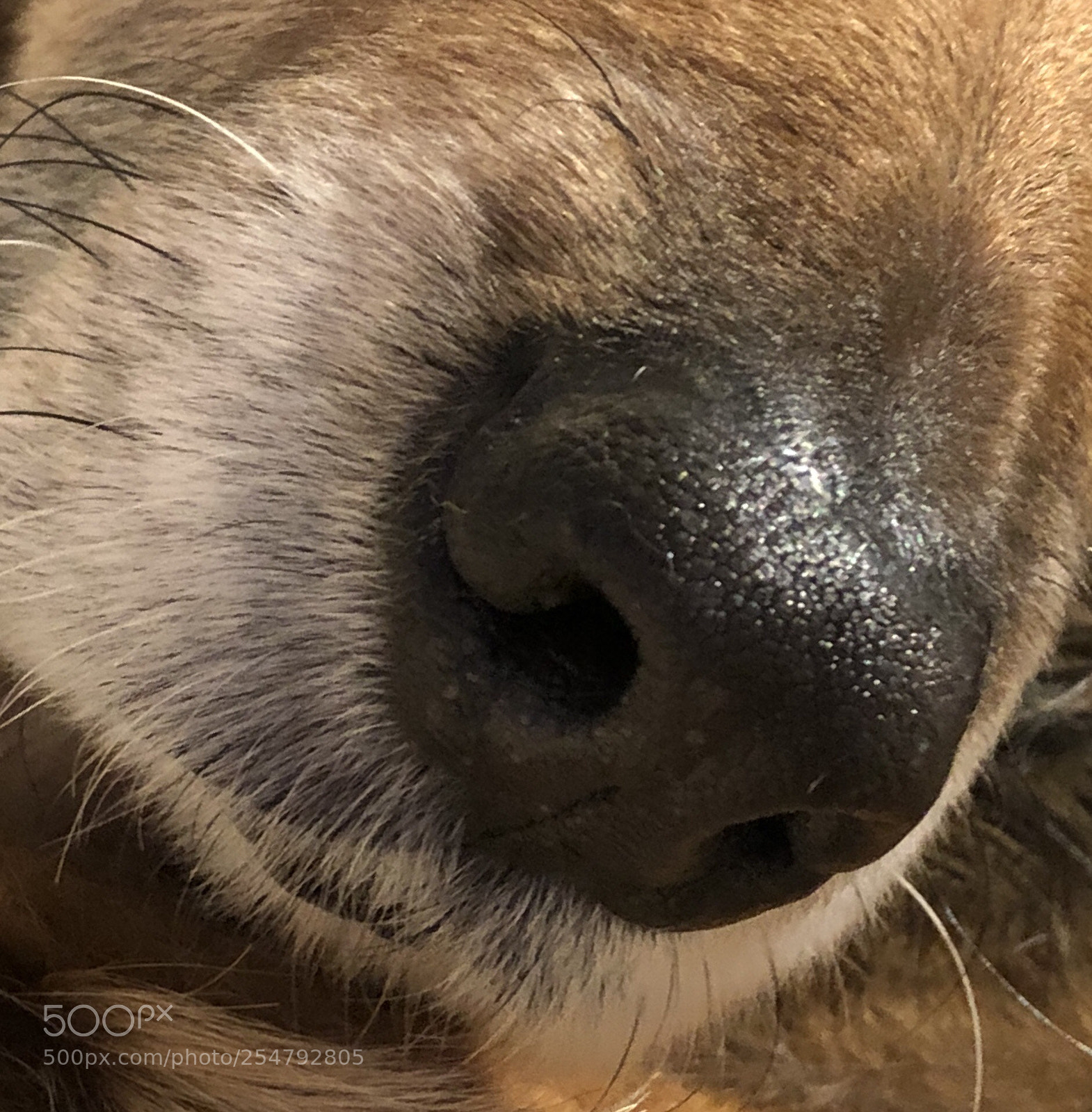 Apple iPhone X sample photo. Maddie’s nose photography