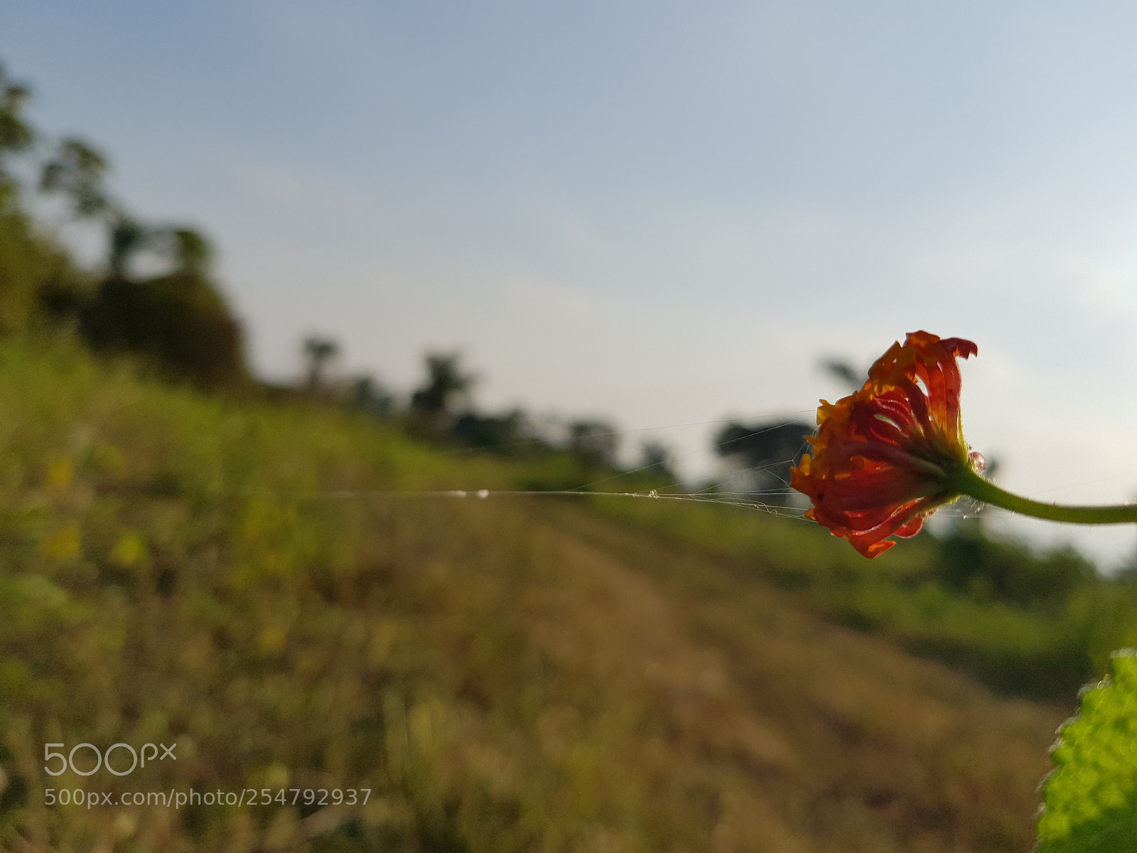 Samsung Galaxy S8+ sample photo. Campirana photography