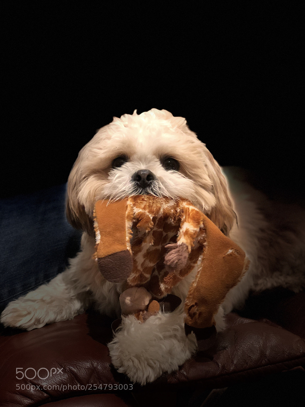 Apple iPhone X sample photo. Humphrey photography