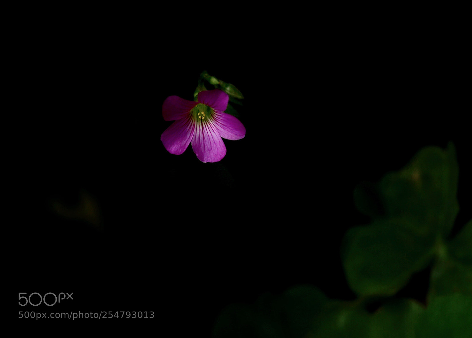 Canon EOS-1D X Mark II sample photo. Lonely  photography