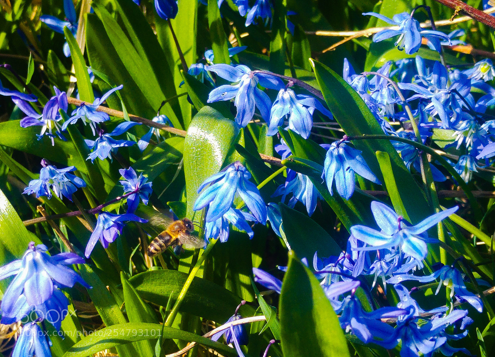 LG G4 sample photo. Happy bee photography