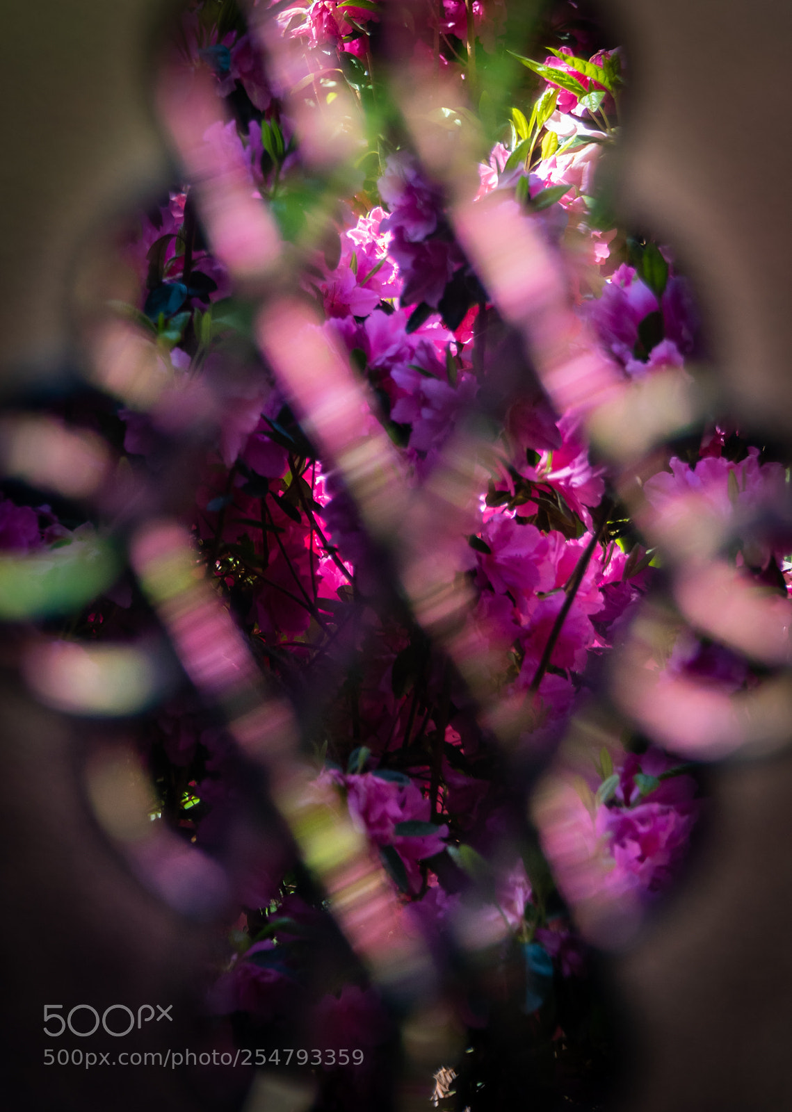 Nikon D810 sample photo. My azaleas thru cut photography