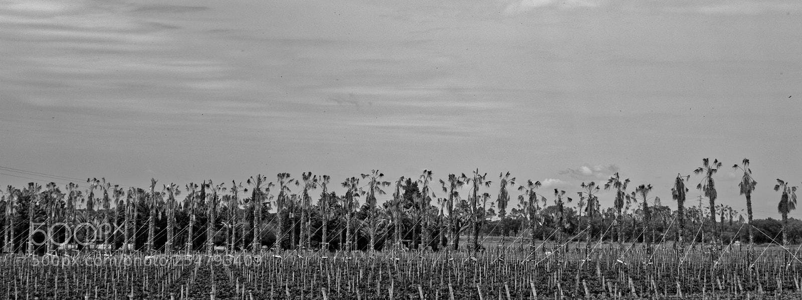 Sony a7R sample photo. Grapevines and palm-trees photography