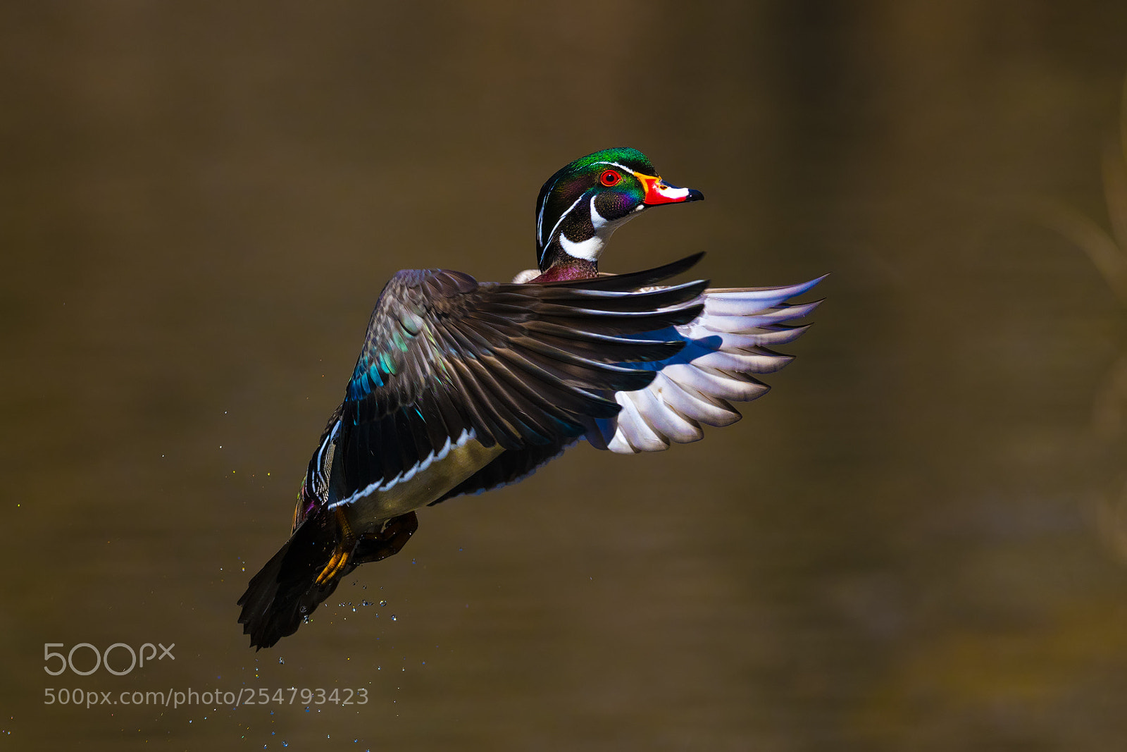 Nikon D850 sample photo. Wood duck takeoff photography