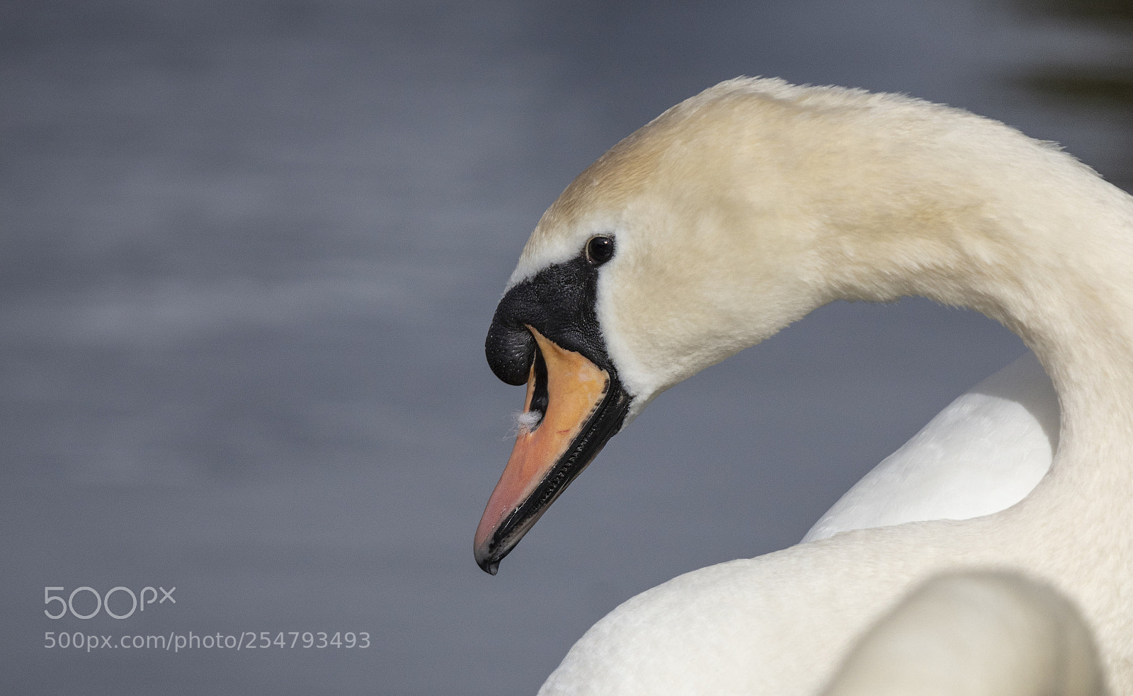 Canon EOS 5DS R sample photo. White swan ireland photography