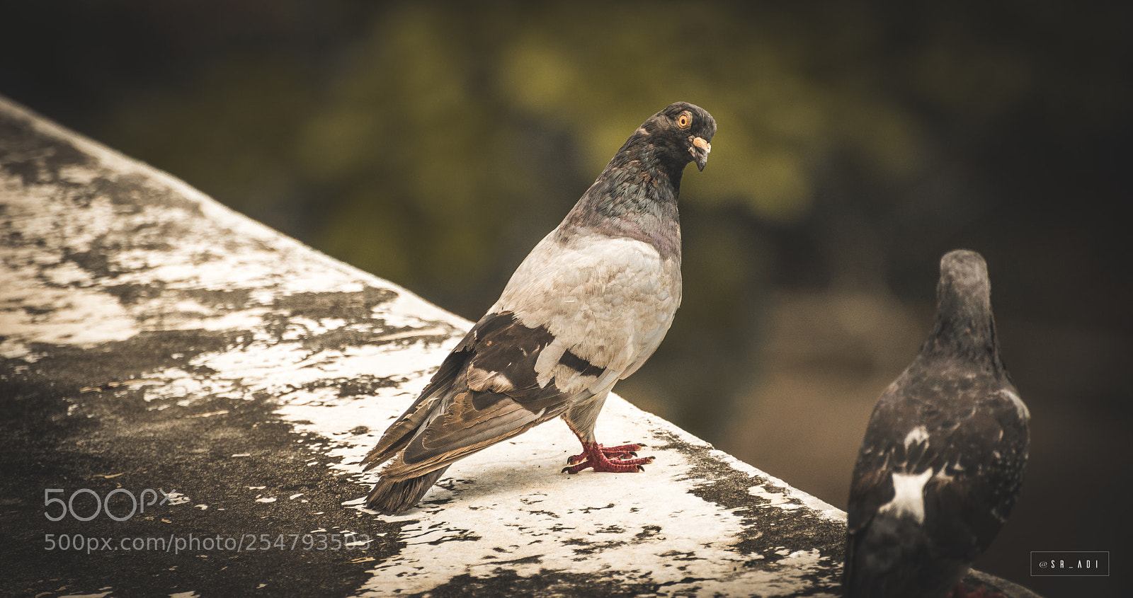 Nikon D5300 sample photo. Bird photography