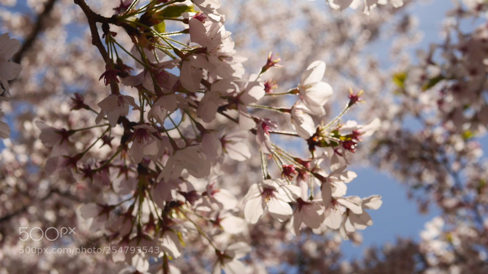 Panasonic Lumix DMC-GH3 sample photo. Earth day photography