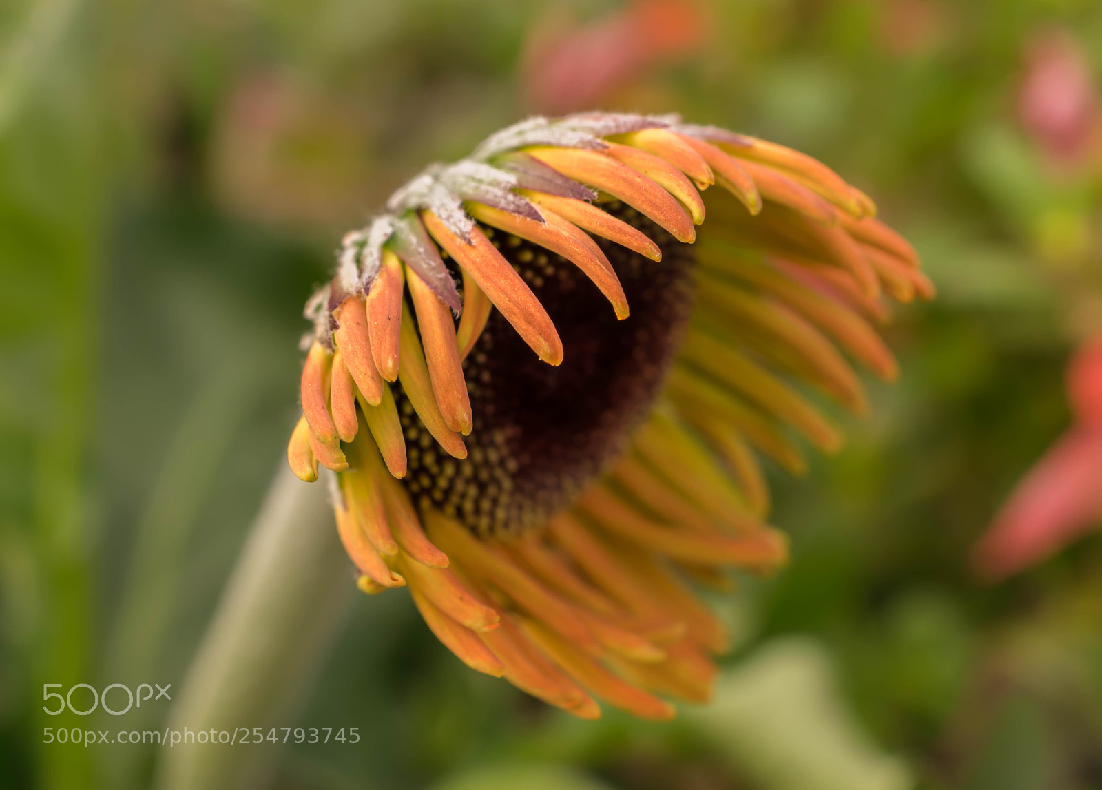 Nikon D5300 sample photo. Close up of a photography