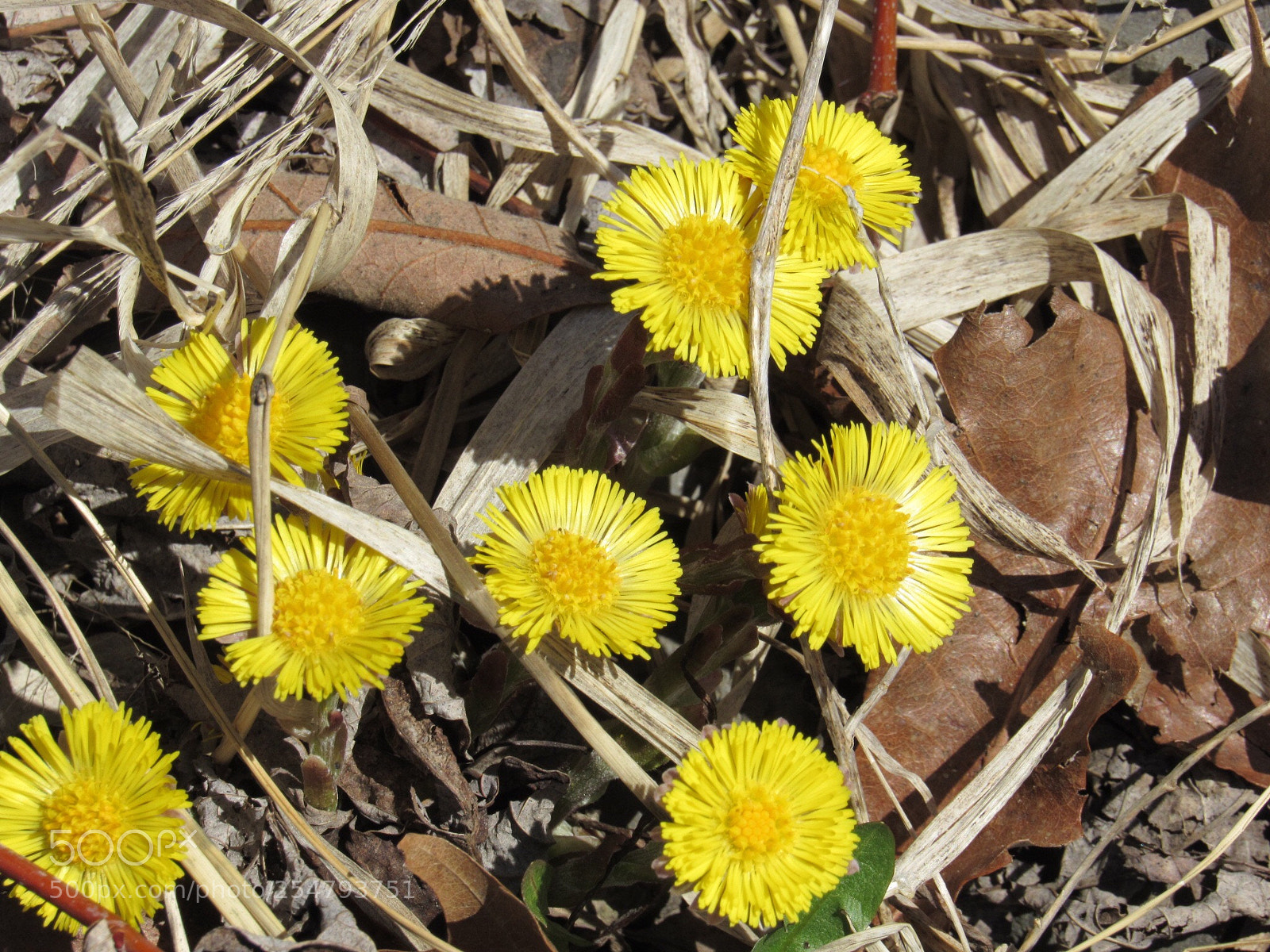 Canon PowerShot SX530 HS sample photo. Spring has finally arrived photography