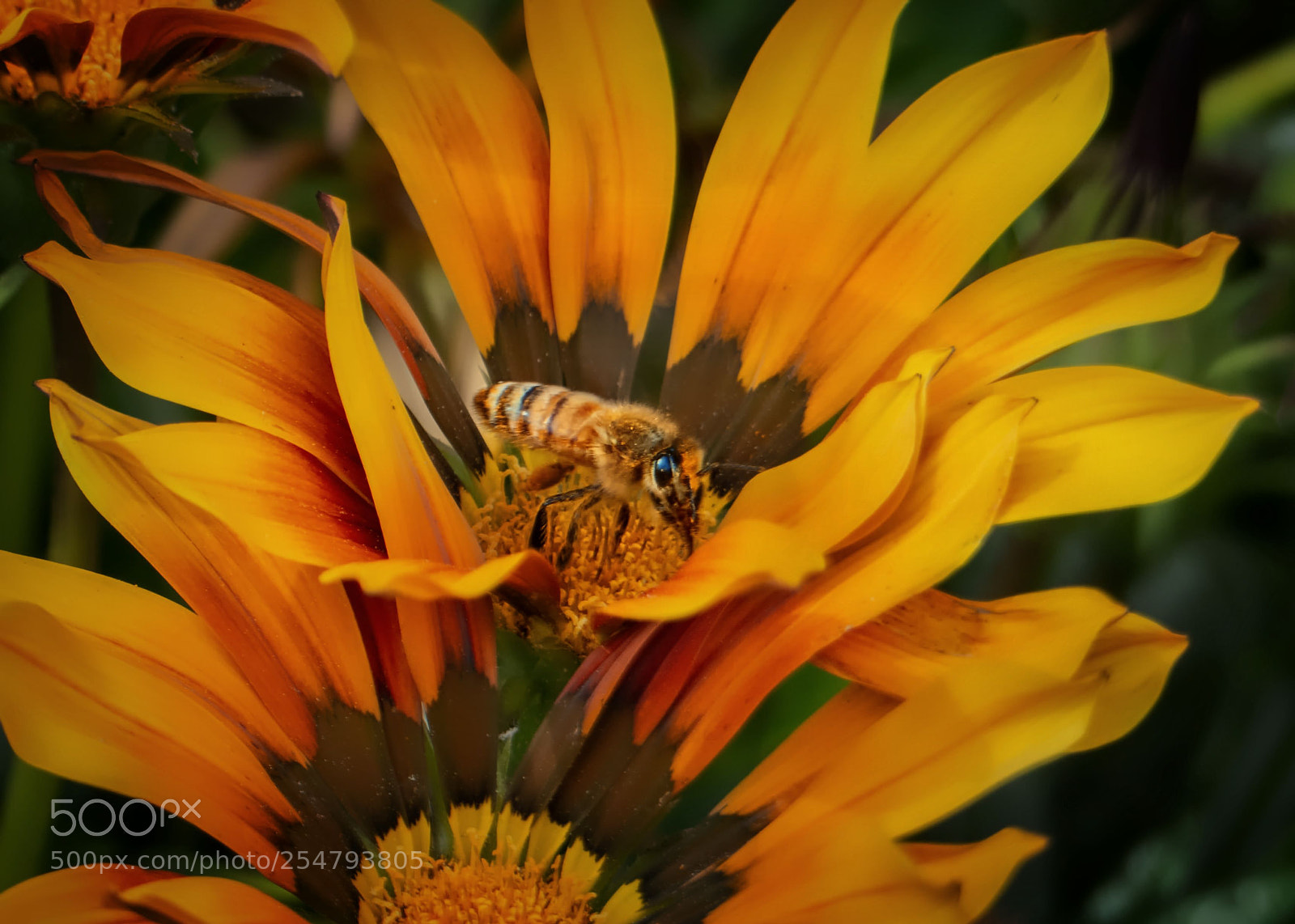 Panasonic Lumix DMC-FZ200 sample photo. Bee yourself photography