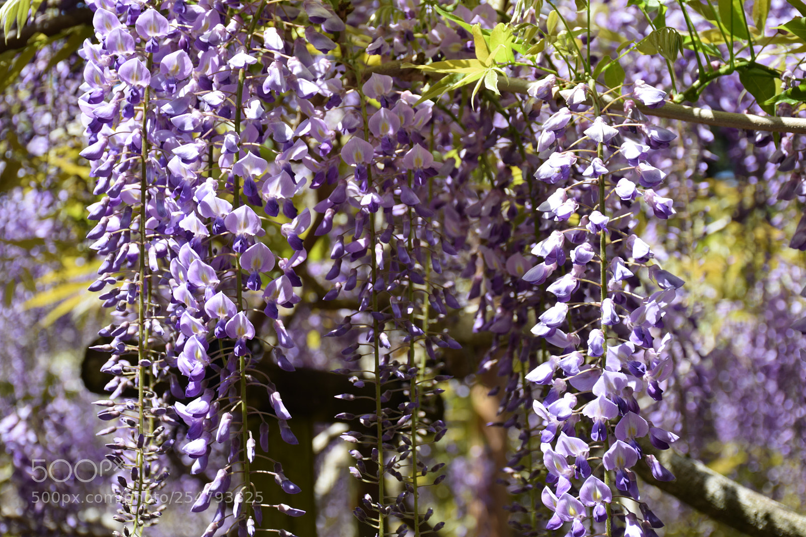 Nikon D5300 sample photo. Wisteria flowers photography