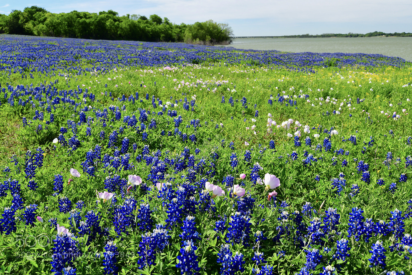 Nikon D850 sample photo. Meadow view wildflower field photography