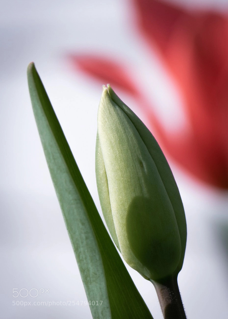 Nikon D5300 sample photo. Bud photography